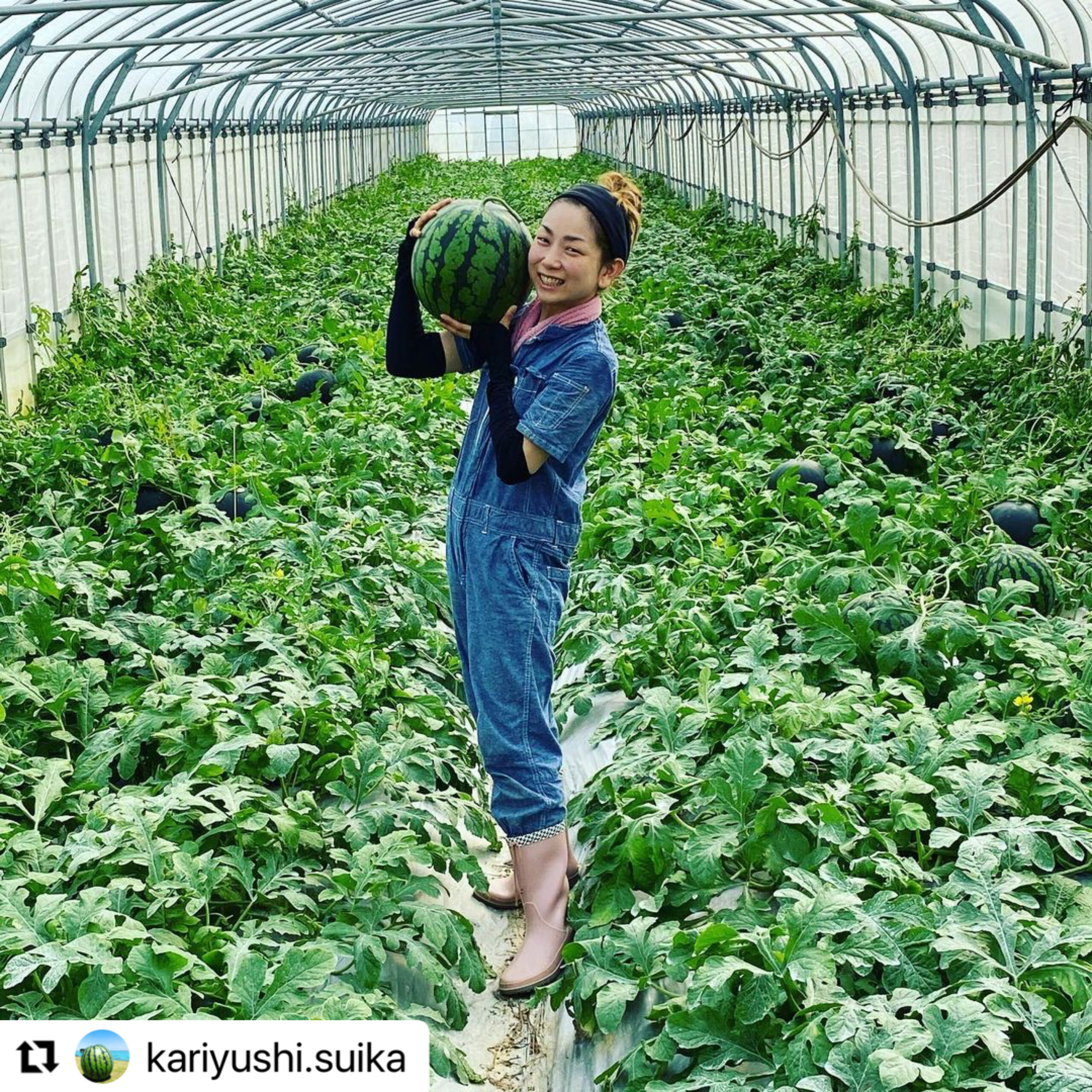 本日はスイカ農家の かりゆしすいか🍉沖縄農家さん @kariyushi.suika をご紹介!